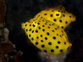   Two Yellow Cubic boxfish swimming almost mirror image pocket Rooneys Sodwana  